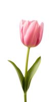 ai generado rosado tulipán flor aislado en un transparente fondo, png