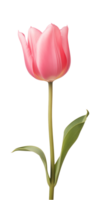 ai generado rosado tulipán flor aislado en un transparente fondo, png