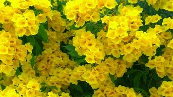 Nature background and slow motion of fower yellow elder on the tree. Bright yellow flowers swaying in the breeze. video