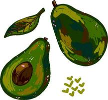 avocado vector illustration