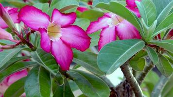 Red frangipani flower video