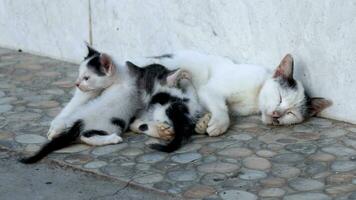 moeder katten verpleging haar kittens video