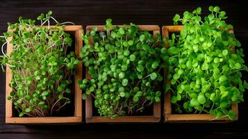 AI generated Home grown microgreens in a wooden container on a wooden table. Macro photography. Horizontal format. AI Generated photo