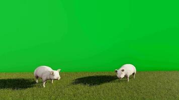 3D animated video of two pink pigs eating grass with a green screen background