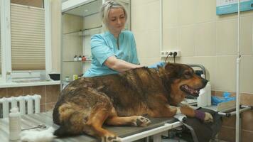 yarda pueblo perro examinado por un veterinario clínica doctor. foto