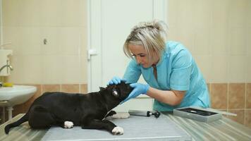 inspección de el Staffordshire terrier en un veterinario clínica después oído guarnición cirugía. foto