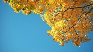 Maple branches in the fall against the blue sky. photo