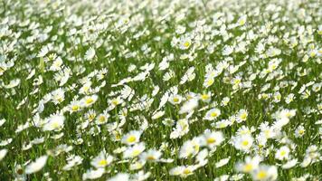 Chamomile. White daisy flowers in a field of green grass sway in the wind at sunset. Chamomile flowers field with green grass. Close up slow motion. Nature, flowers, spring, biology, fauna concept video