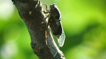 een cicade zit Aan een fig boom Aan zomer, detailopname schot. het zingen luid naar telefoontje de vrouw. intens zoemend van krekels. cicade lyristen plebejus. selectief focus video