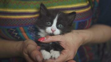 A black and white kitten in a woman's arms. photo