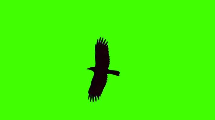 Green Screen Birds Stock Video Footage for Free Download
