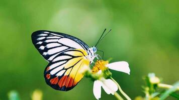 4x langzaam beweging van een vlinder op zoek naar nectar van een bloem in natuur. video