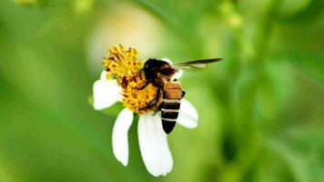 4x langzaam beweging van een bij zoeken voor nectar van een bloem in natuur. video