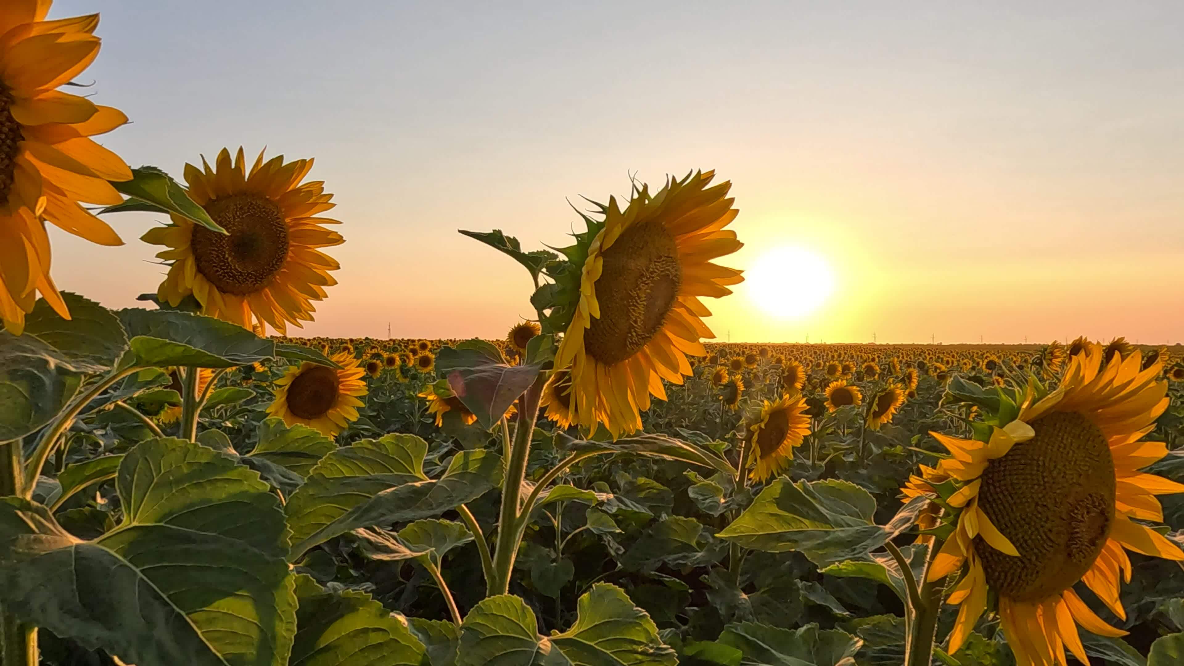 Sonnenblume Felder und Bauernhöfe beim Sonnenuntergang im Sommer