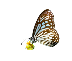 Butterfly on white background easy to use in projects. png