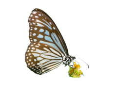 Butterfly on white background easy to use in projects. png