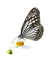 Butterfly on white background easy to use in projects. png