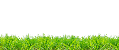 bright green meadow on a white background png