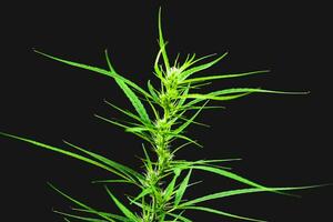 A small cannabis plant is blooming. on a black background photo