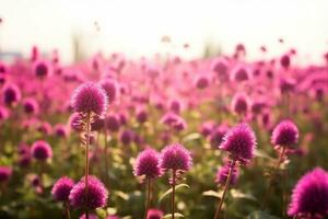 AI generated Amaranth flower field with sunny filter. generative ai. photo