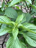 verde dulce albahaca planta en el jardín foto