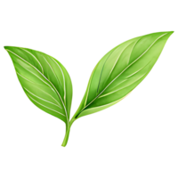 AI generated Matcha green tea leaf, PNG file, green leaf png