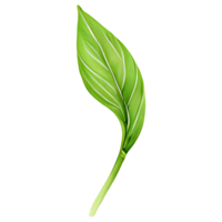 AI generated Matcha green tea leaf, PNG file, A green leaf on a transparent background