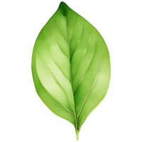 AI generated Matcha green tea leaf, PNG file, a green leaf on a transparent background