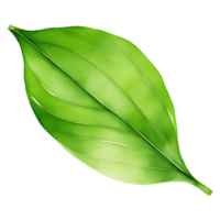 AI generated Matcha green tea leaf, PNG file, A green leaf on a transparent background