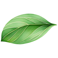 AI generated Matcha green tea leaf, PNG file, A green leaf on a transparent background