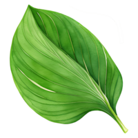ai genererad matcha grön te blad, png fil uppsättning eller samling, en grön blad på en transparent bakgrund