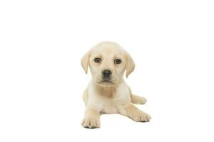 puppy labrador isolated on white background photo