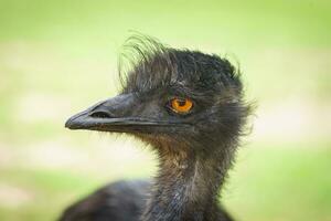 Emu dromaius novaehollandiae close up portrait. photo