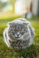 Gray striped cat walks on a leash on green grass outdoors. photo