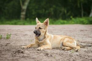 perro mestizo de color rojo yace boca abajo sobre la hierba, estirando sus patas delanteras hacia adelante. primavera foto