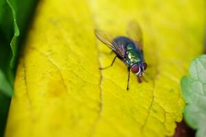 mosca doméstica, mosca, mosca doméstica en la hoja.. foto