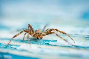 spider on a blue background photo