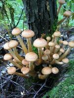 Eatable mushrooms, honey agarics in forest photo