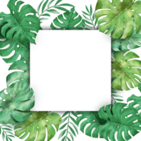 square shape of monstera frame png