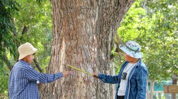 joven asiático Niños son utilizando un medida cinta a medida un árbol en un local parque, suave y selectivo atención foto