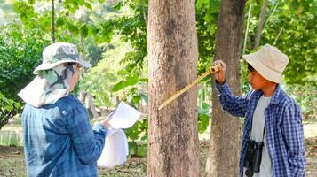 Young Asian boys are using a measure tape to measure a tree in a local park, soft and selective focus photo