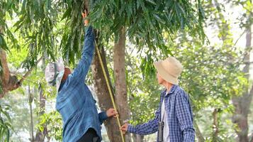 joven asiático Niños son utilizando un medida cinta a medida un árbol en un local parque, suave y selectivo atención foto