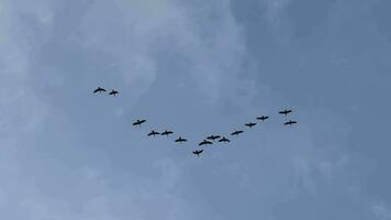 Flock Soars in V Formation, Blue Sky video