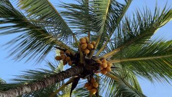 tropisch Palme mit Gelb Kokosnüsse himmelwärts video