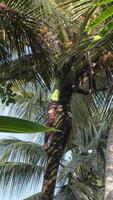 tropisk kokos träd klättrande äventyr video
