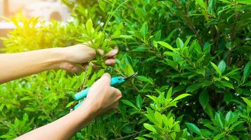 Hands holding pruning shears trimming trees photo