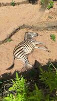 relaxante zebra se aquece dentro iluminado pelo sol habitat video