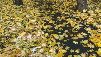 Herbst Pracht Weg inmitten fallen Laub video