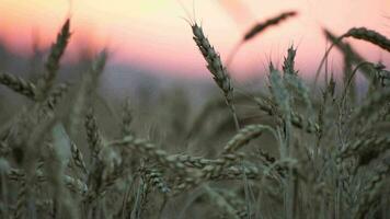 granjero orgánico trigo campo. agricultura. maduro orejas de dorado trigo a puesta de sol. cosecha en fértil suelo agronegocios concepto. grande cosecha de trigo en verano en campo. lento movimiento, cerca arriba video