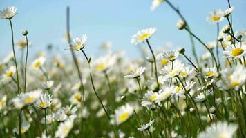Chamomile. White daisy flowers in a field of green grass sway in the wind at sunset. Chamomile flowers field with green grass against blue sky. Close up slow motion. Nature, flowers, spring, biology video